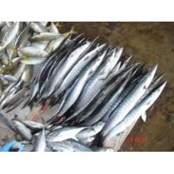 Cá nhông